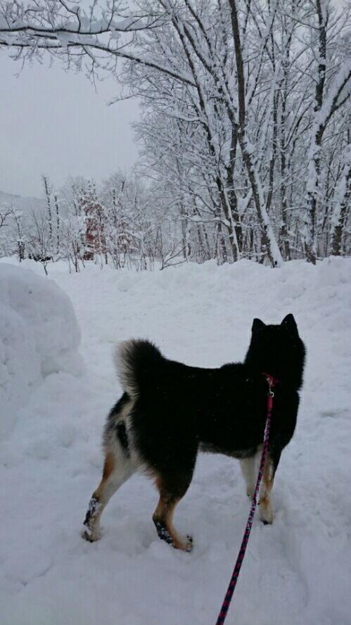 rblog-20160211214915-02.jpg