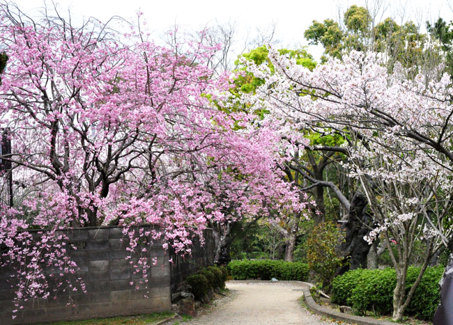 桜3