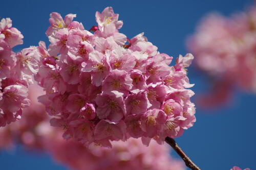 三浦海岸の河津桜