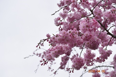 DSC_0061.JPG