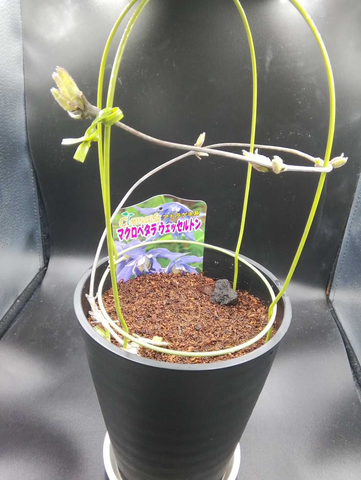 芽が動き始めてきた。 | ムシトリ観察 - 楽天ブログ 芽が動き始めてきた。 | ムシトリ観察 - 楽天ブログ