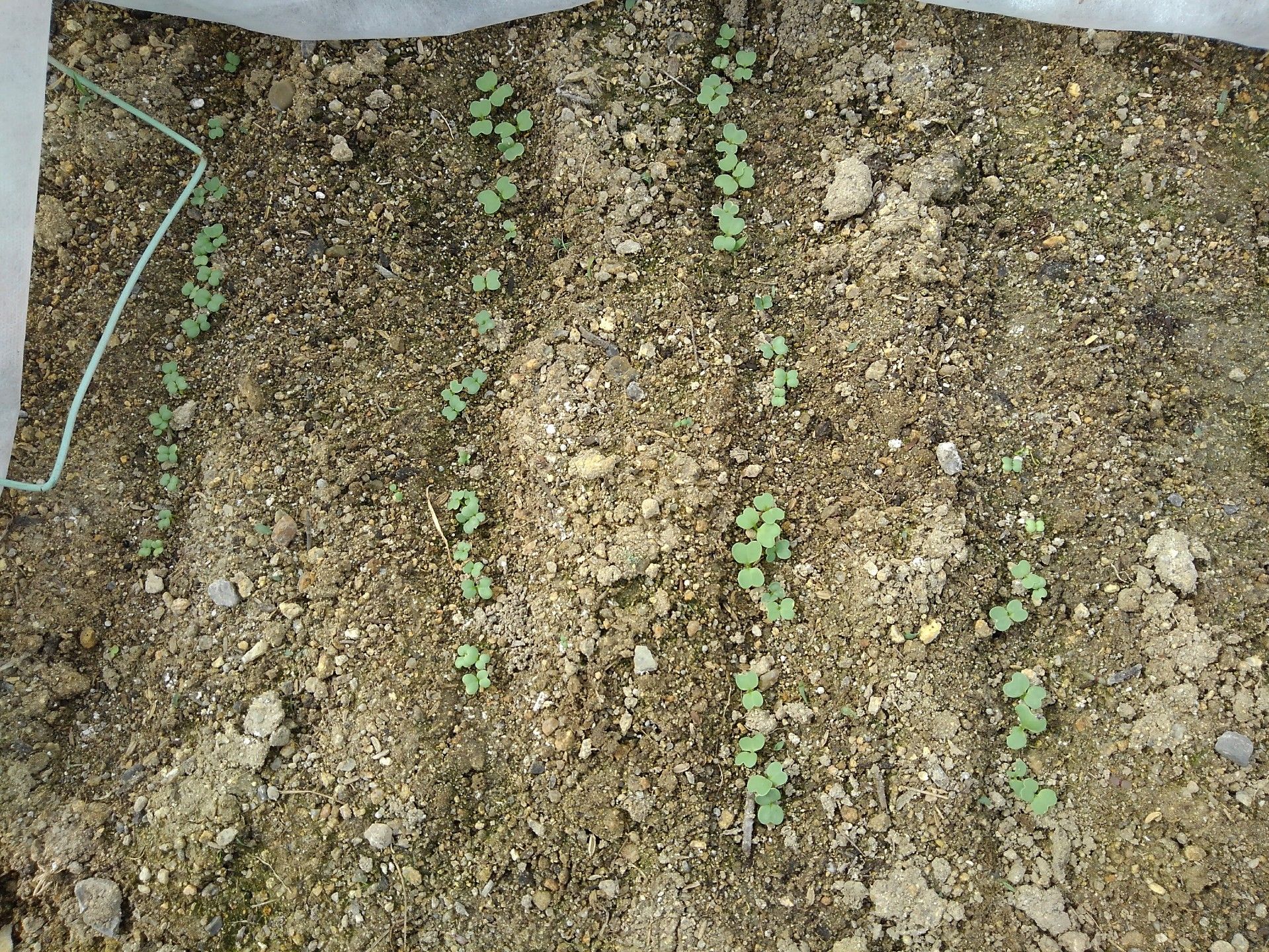 かぶの間引きとほうれん草の種まき 農園ときどき猫 楽天ブログ