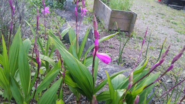 草花１