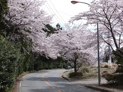 20140405地蔵堂下桜1