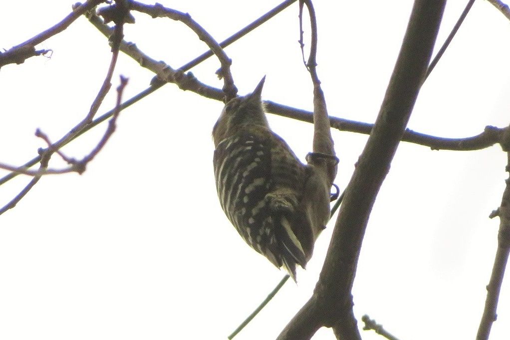 散歩で越冬中の小さな虫 野鳥 コゲラ ジョウビタキ 豊後梅とメジロ 花 ミツマタ開花 大分金太郎の花鳥蝶月 楽天ブログ