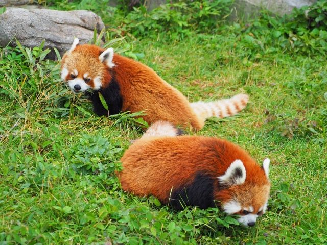 レッサーパンダは可愛いパンダ 元々はこっちが本家だった 私設見逃してもいい動物園 楽天ブログ