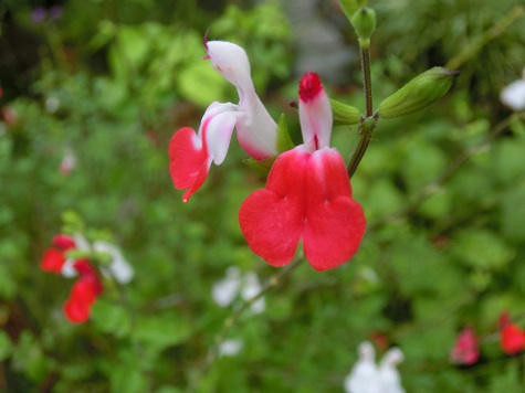 チェリーセージ