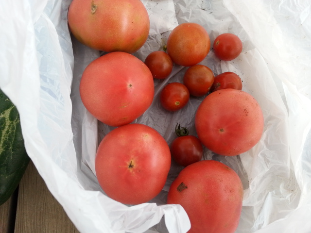 20130626収穫トマト.jpg