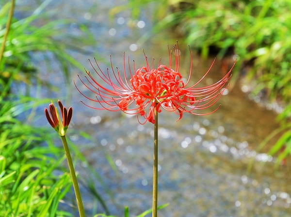 曼珠沙華