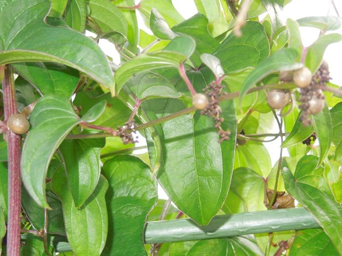 長芋のむかご あくびむすめの家庭菜園便り 楽天ブログ