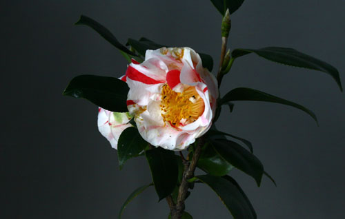 つばき　28.3.13-4_edited-1.jpg