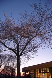 2012sakura4