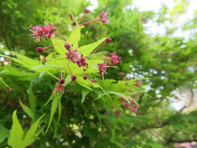 楓の花 薬師堂だより 楽天ブログ