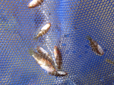 和歌山磯採集2013年4月下旬15　アカメバル（Sebastes inermis）の稚魚の疑い