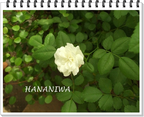 グリーンアイスの花.JPG