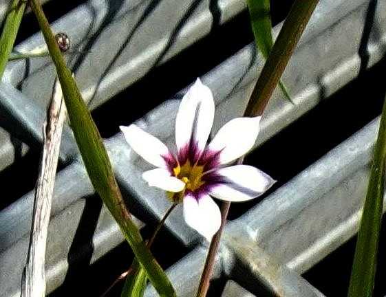 4月21日 今日の一花 その２ ニワゼキショウ 庭石菖 Gazengamaのブログ 散歩中に出合った花と趣味の陶芸作品 楽天ブログ