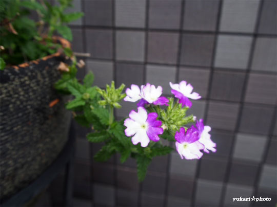 flower2016040902.jpg