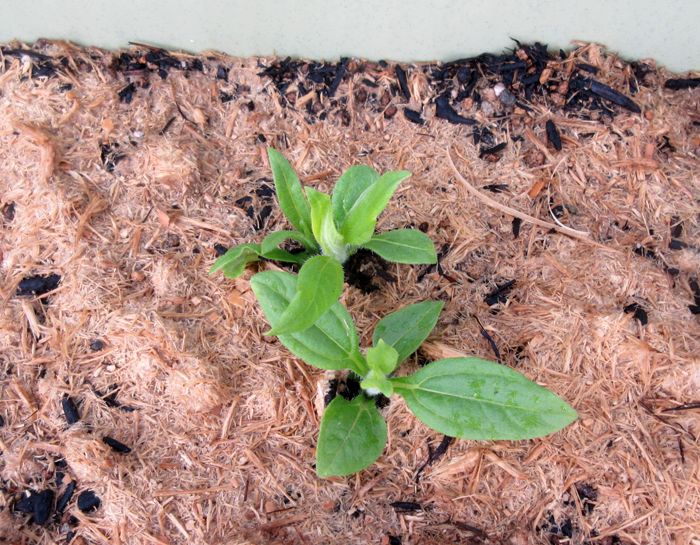 キクイモ ミョウガの発芽を確認しました ブルーベリーが花盛りです 幸せの積み木 楽天ブログ