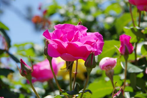 谷津バラ園のバラの花