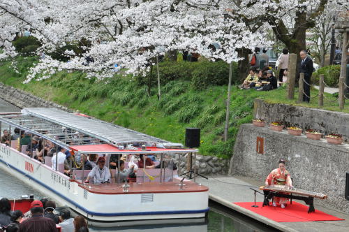 松川桜