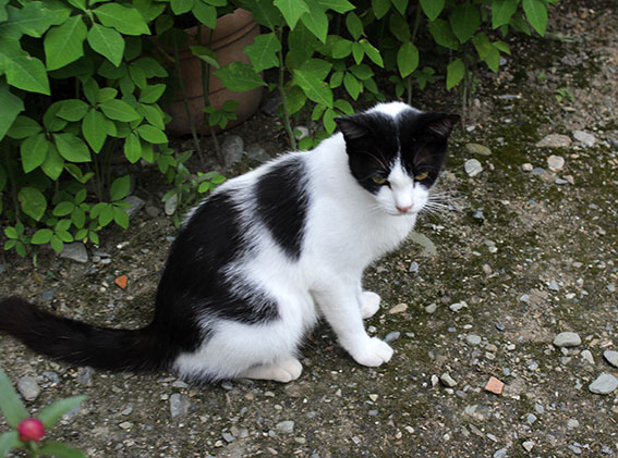 我が家のニャンコ♪2014/07/26-2