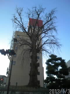 おおいちょう２