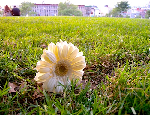 A flower in sunsetpark.jpg