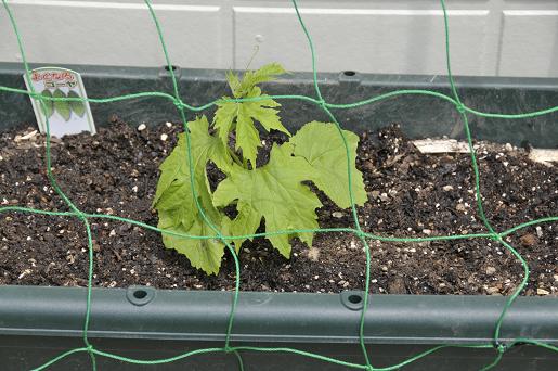 緑のカーテン20-5-'12 003.JPG