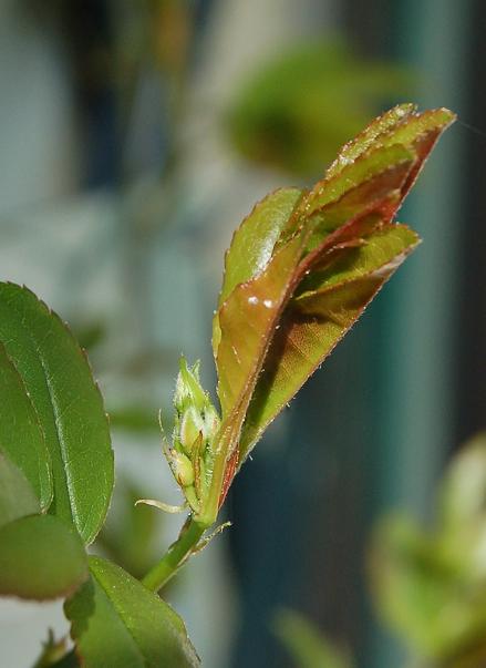 DSC_0016.JPG