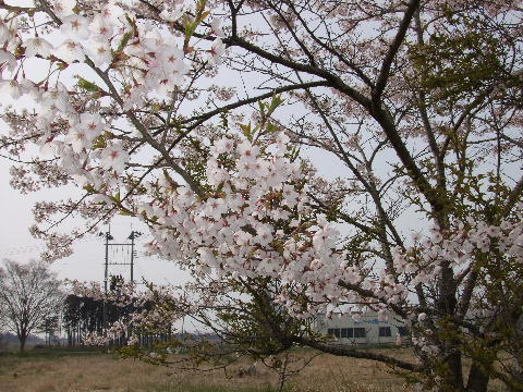 桜2.JPG