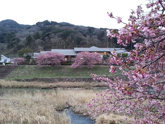温泉会館と桜