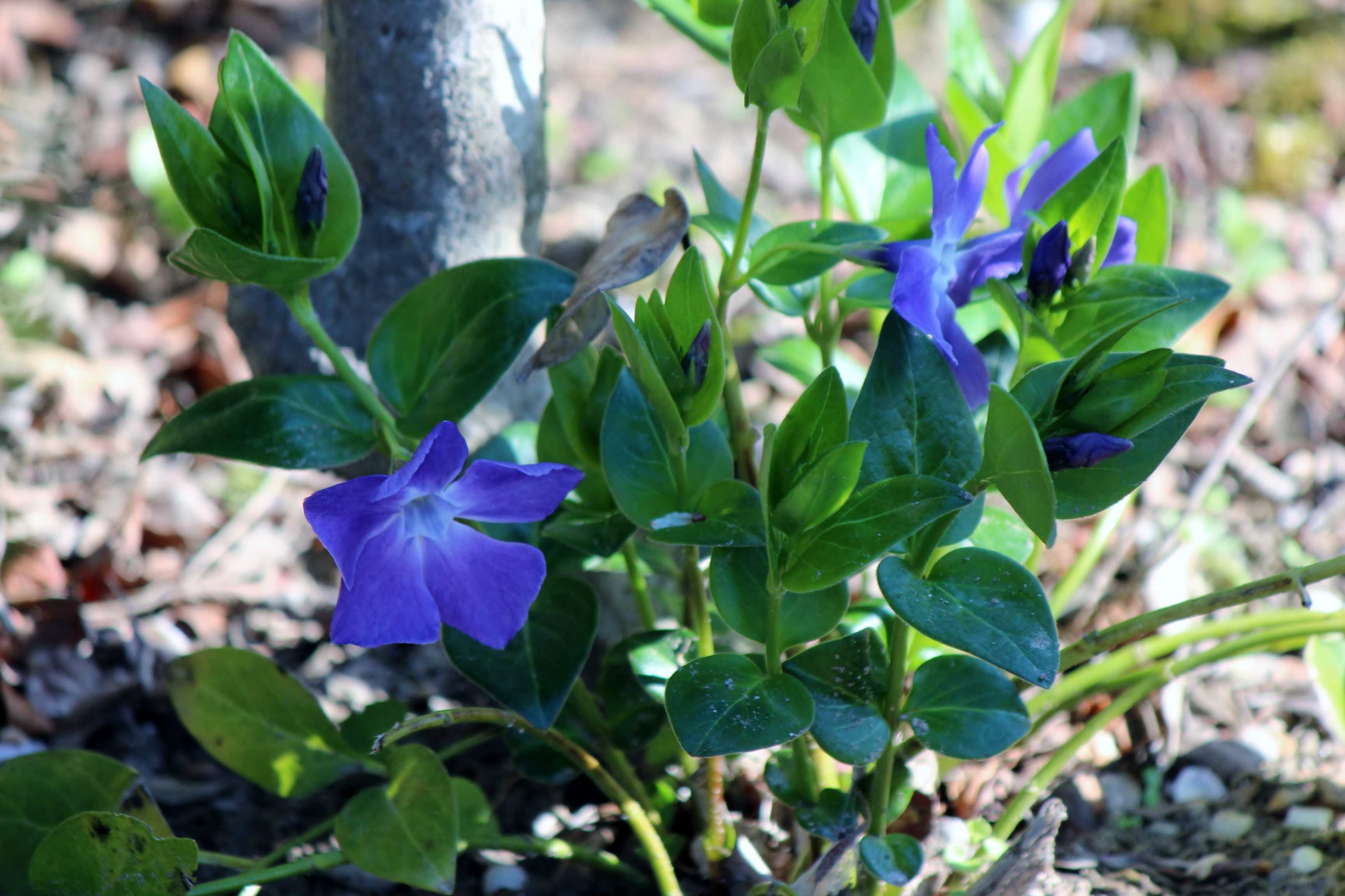 植物 の記事一覧 つれづれ日記 楽天ブログ