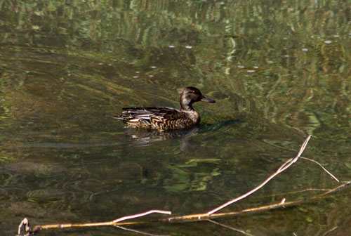 カルガモ　27.10.26-2_edited-1.jpg