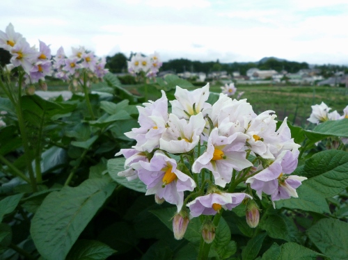 P1150236 (500x374).jpg