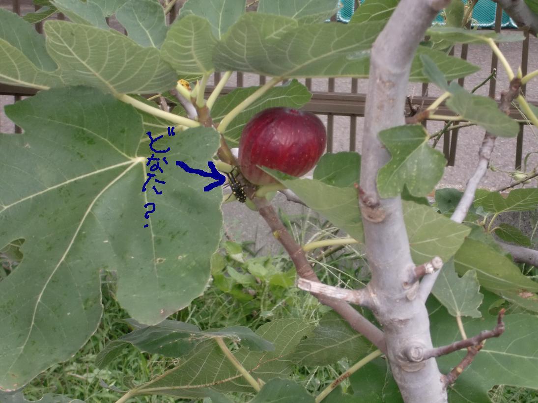 いちじく2.JPG