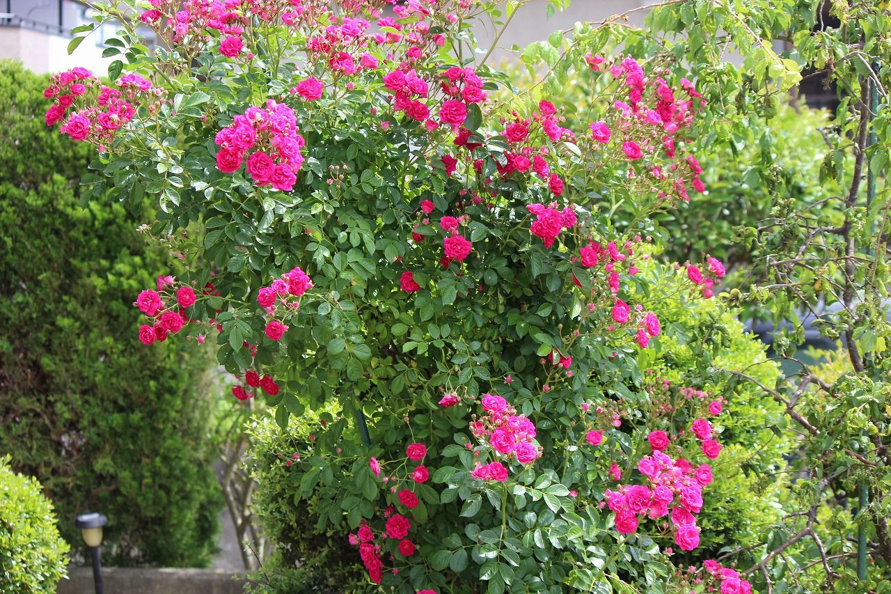 バラ(薔薇)・ツツジ つれづれ日記 楽天ブログ