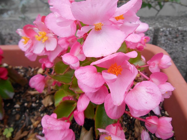 DSCN0439.JPG