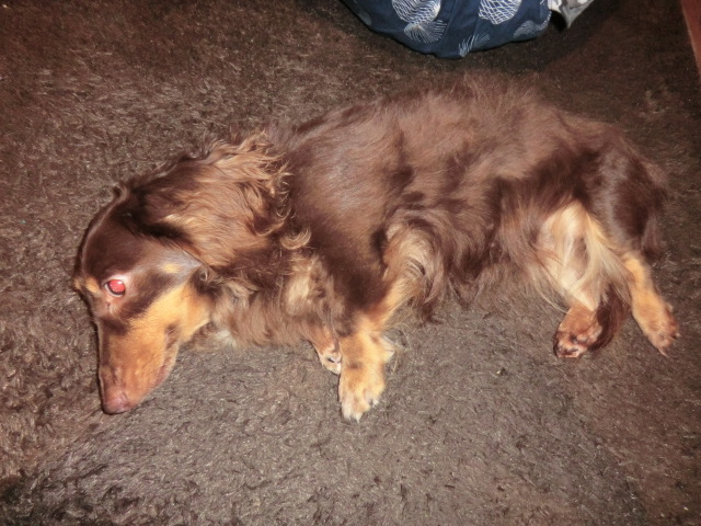 2012_0804_212610-CIMG3065.JPG