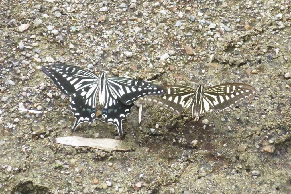 515
