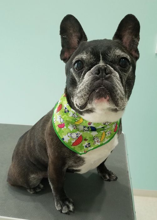 フレンチブルドックのプルシェンコちゃん グリンピア動物病院 トリミング日誌 楽天ブログ