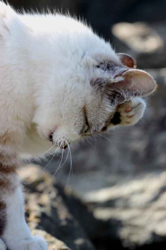 我が家のニャンコ♪2013/12/28-3