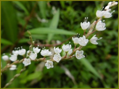９月7日 白花の桜蓼咲き白露かな 花の歳時記 天南星の魅力 山野草 楽天ブログ