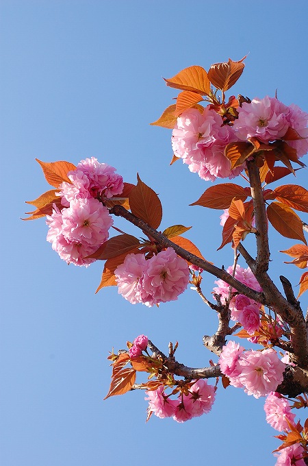 八重桜の花