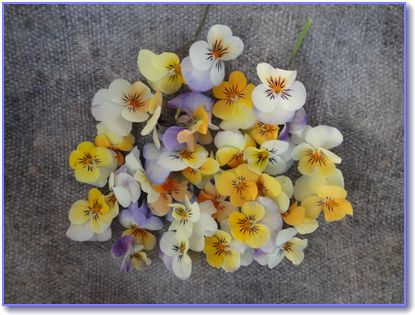 「ソルベオレンジYTT」