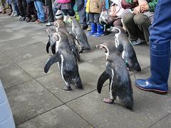 ペンギンの散歩