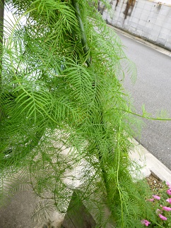 るこう草植え替え.jpg