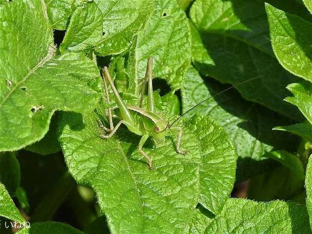 キリギリス 幼虫 大きくなったが まだ成虫になっていません いねねの趣味三昧 昆虫 野鳥 古寺巡り 読書 木工 語学など 楽天ブログ