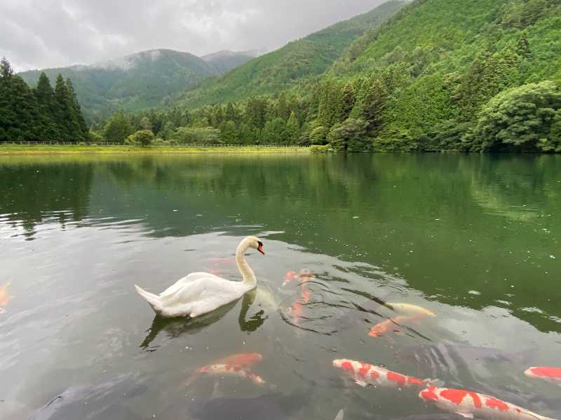 白鳥の湖～伊奈ヶ湖 | 醍醐山と下部（しもべ）温泉 - 楽天ブログ