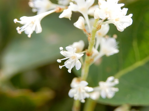 イタドリの雄花 (3).JPG