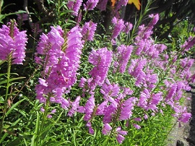 花２.jpg